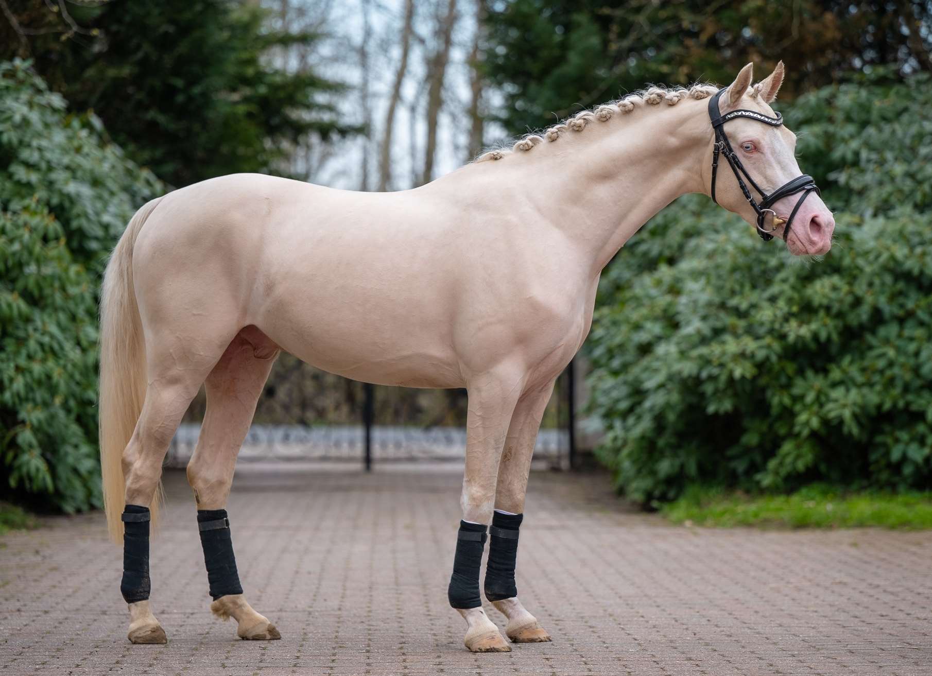 midnight blue melody-1