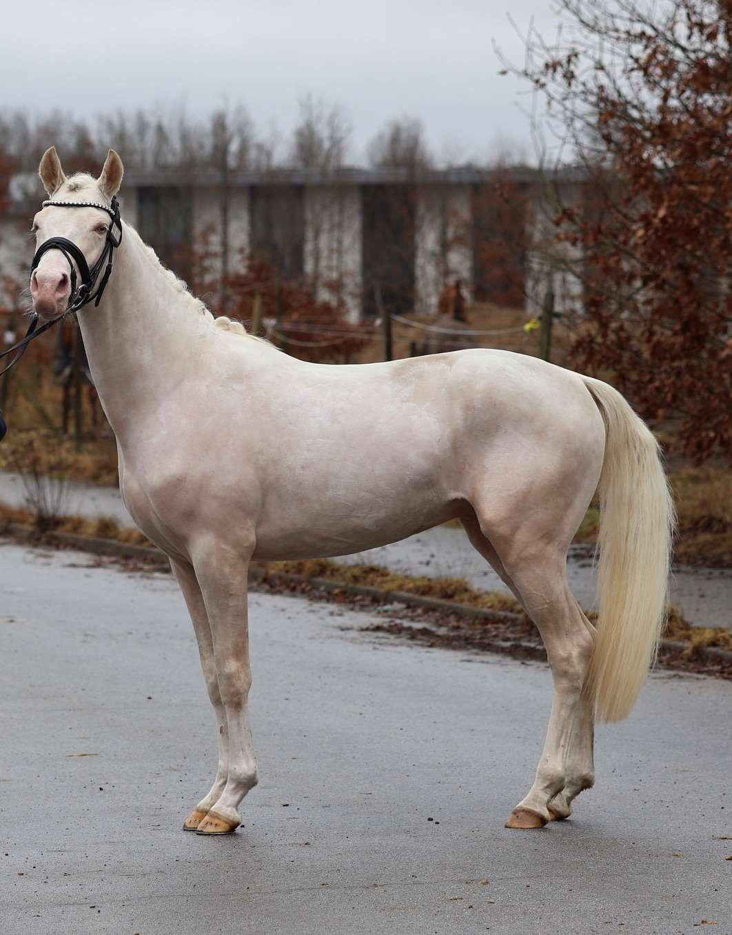 sph 307 midnight blue melody