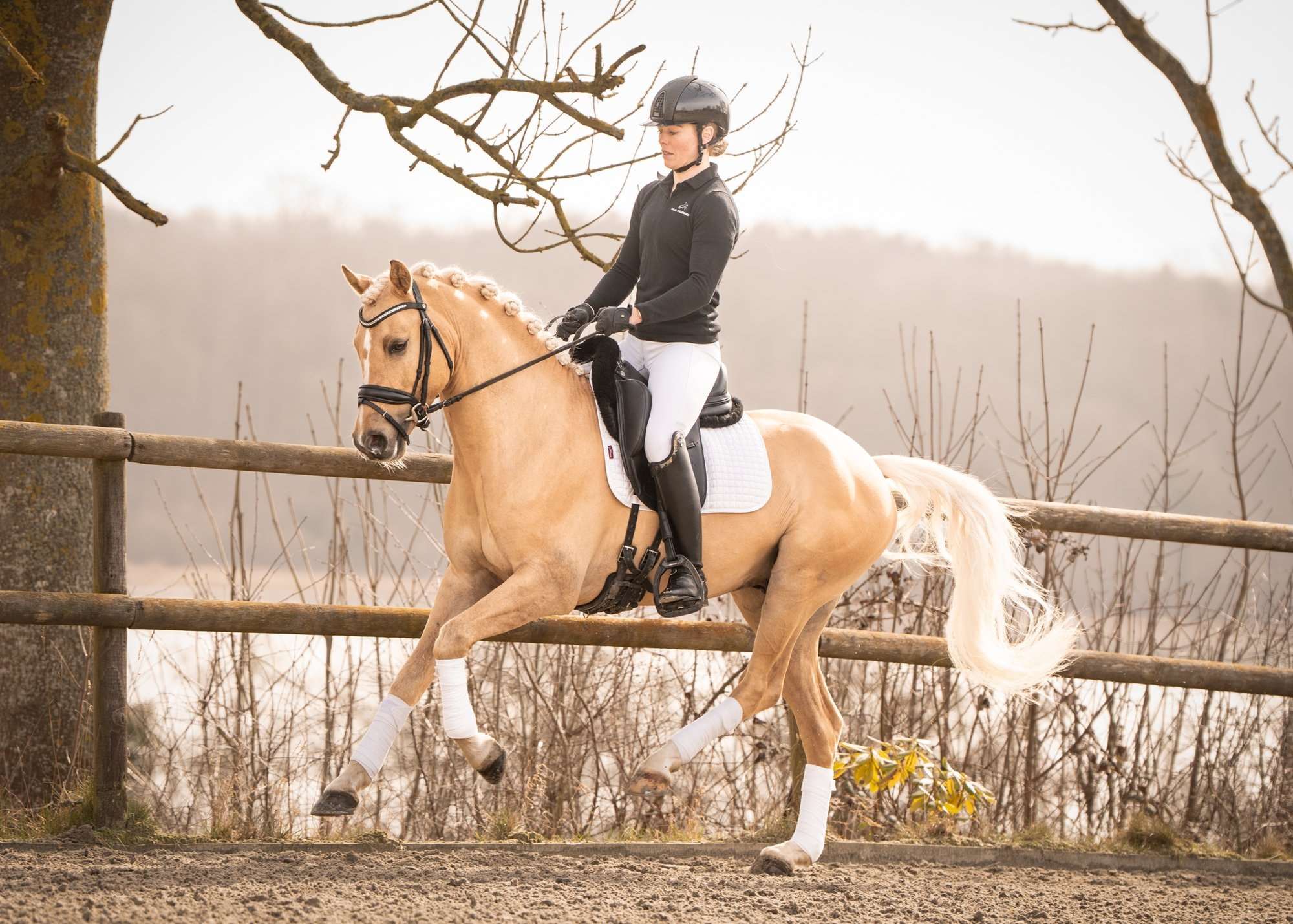 stutteri følle strandgaard web-24