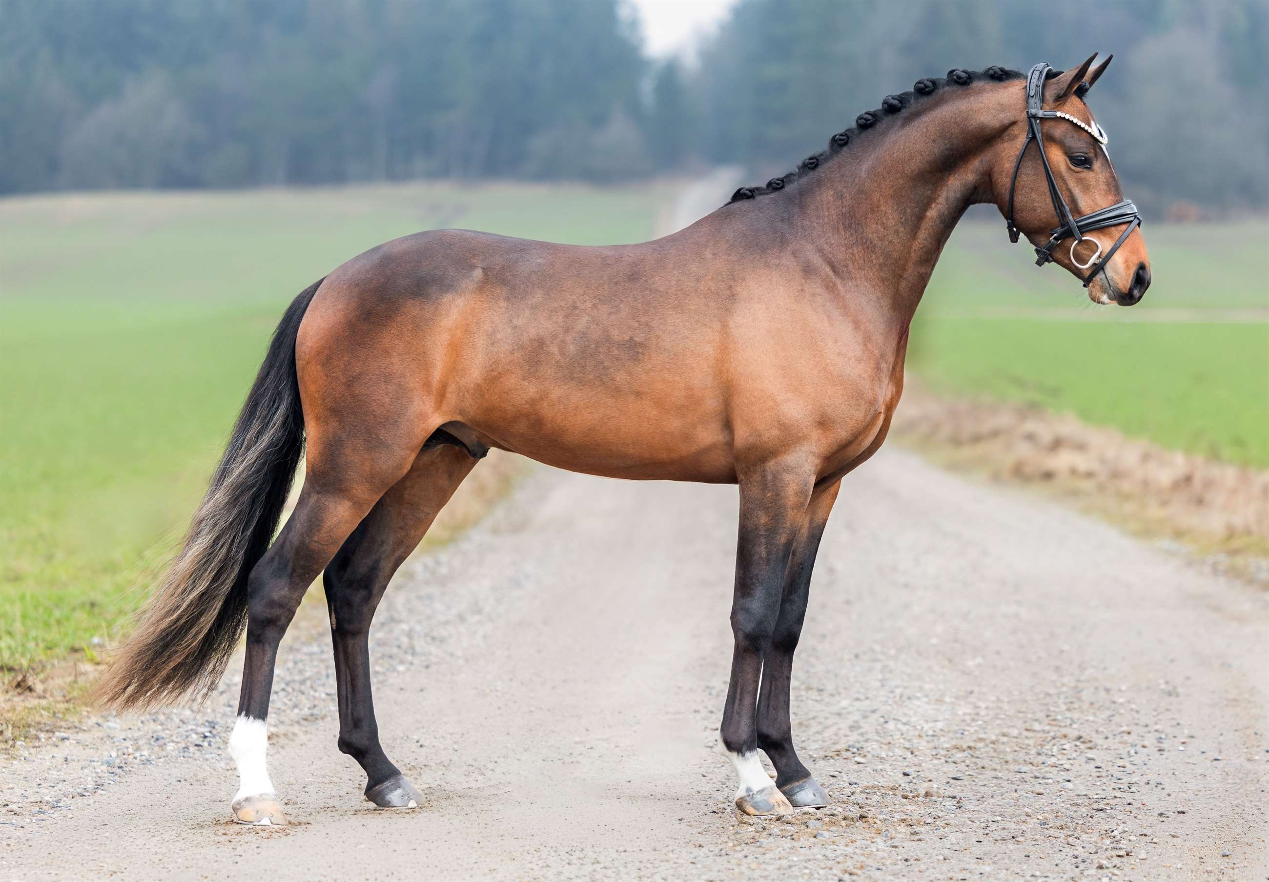 thorup's bob-til hingstelisten